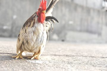Sabung Ayam S128 Populer